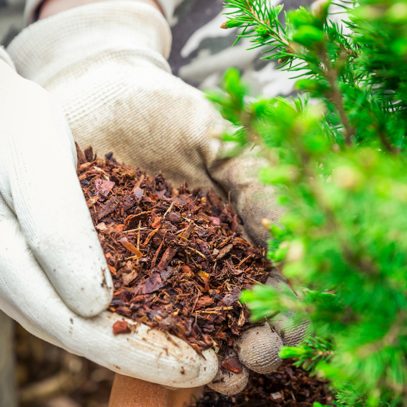 Vari tipi di pacciamatura