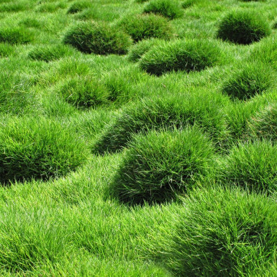 Prato di zoysia tenuifolia